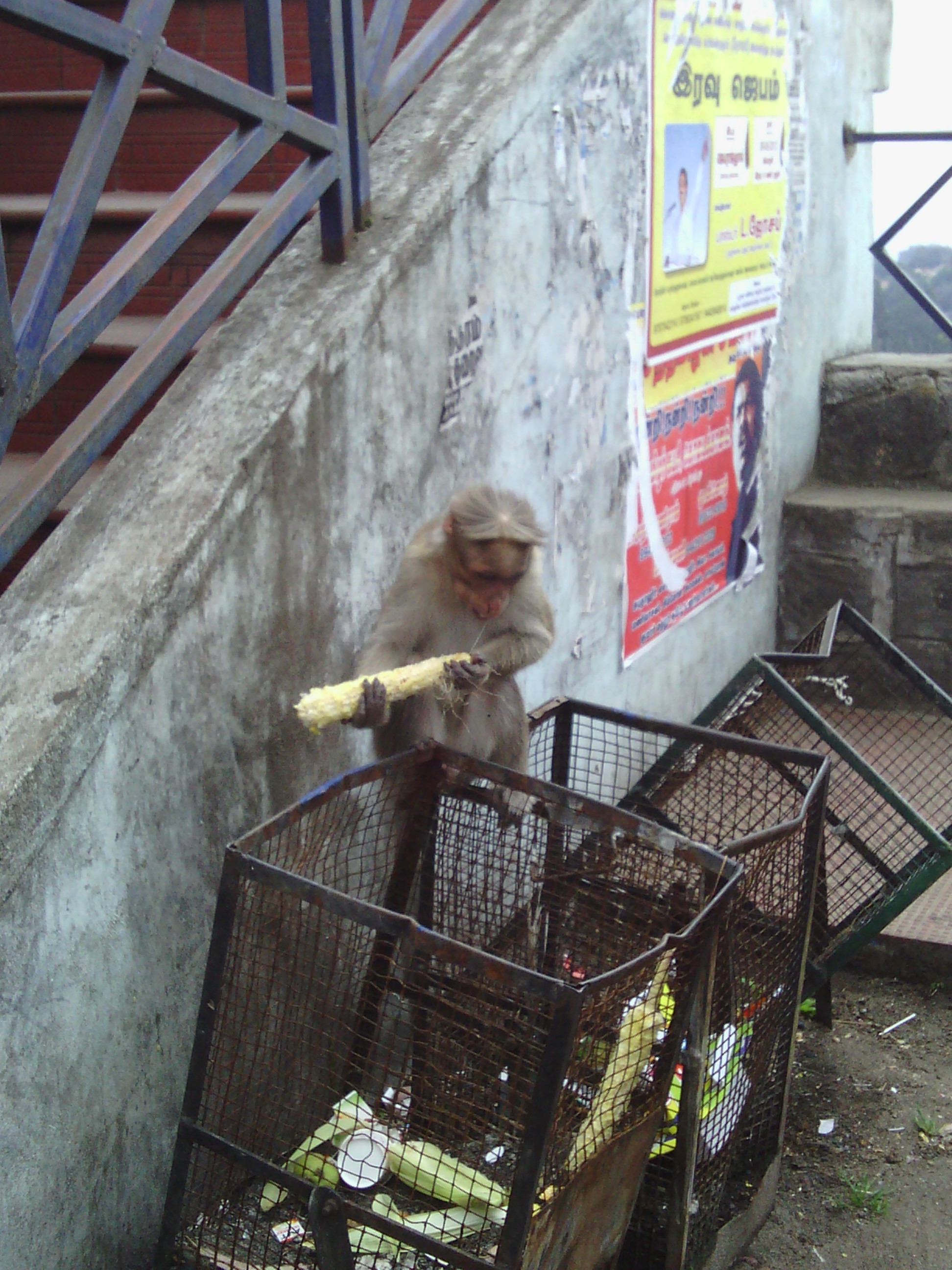 There were a lot of monkeys up there
