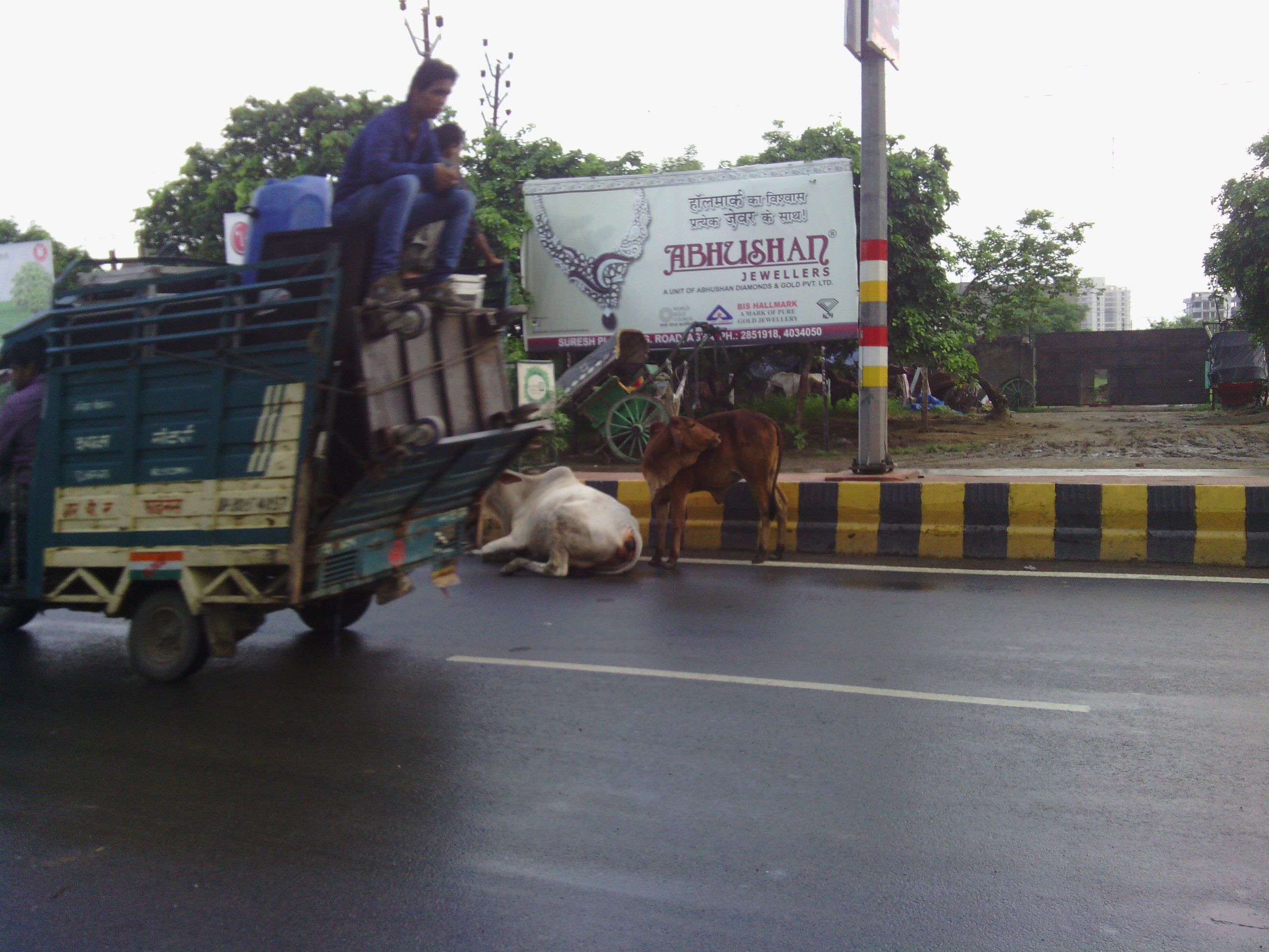 These cattle were waiting in the road to greet us in front of our Hotel in Agra.