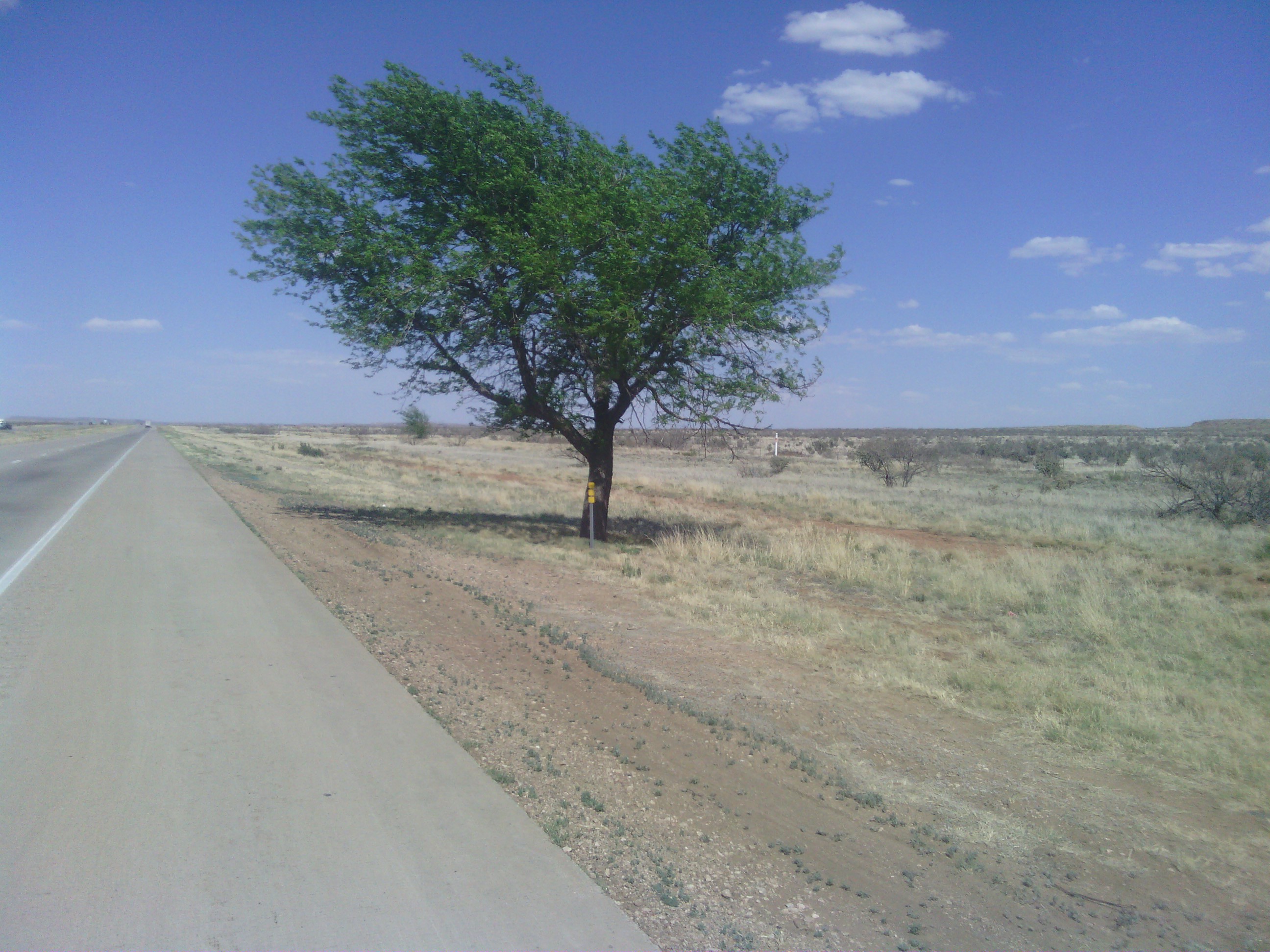 What is this? A tree grown naturally?