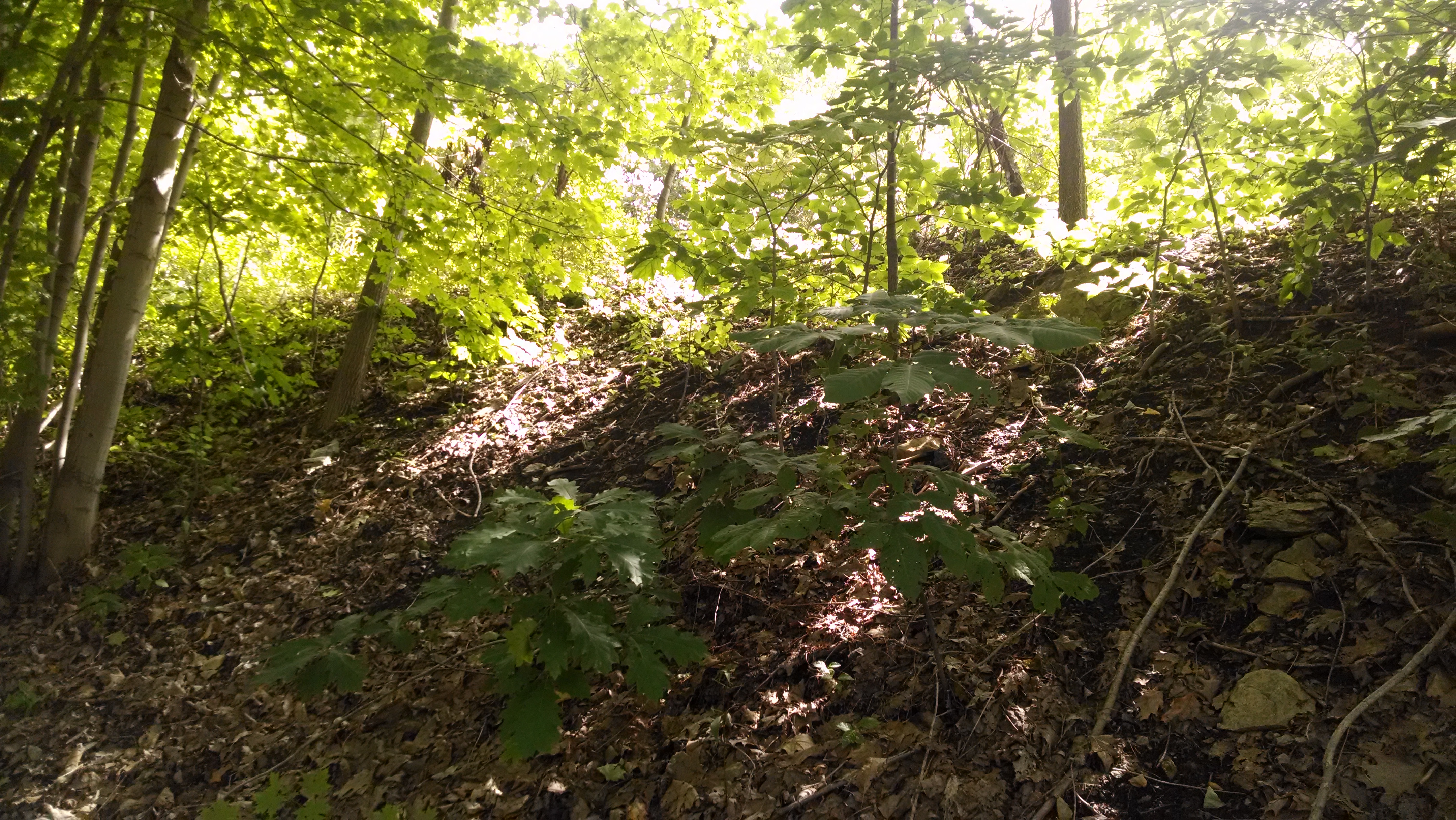 The embankment I pushed up to get to the Montour trail