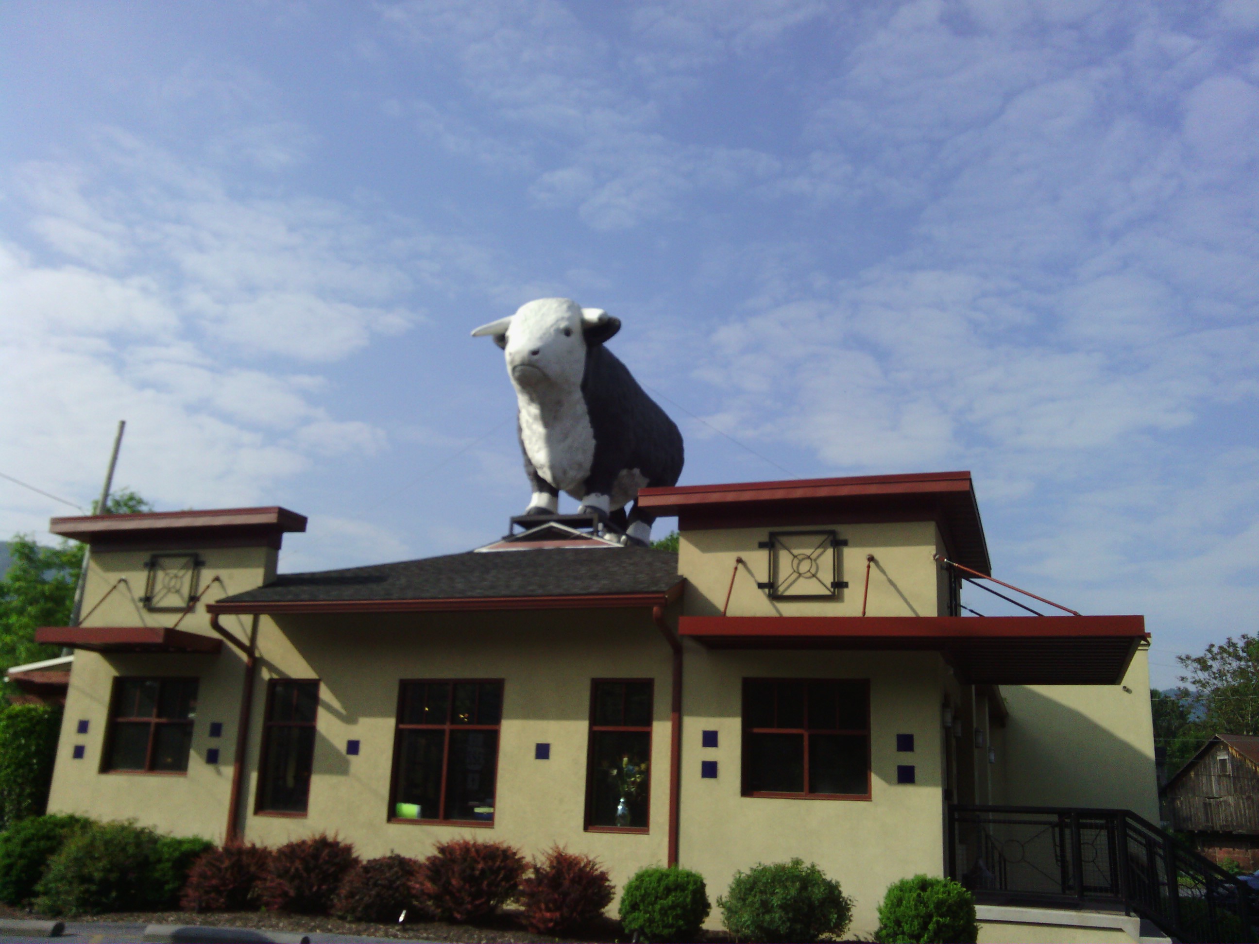 Kelly&rsquo;s cow in Boalsburg right after leaving State College