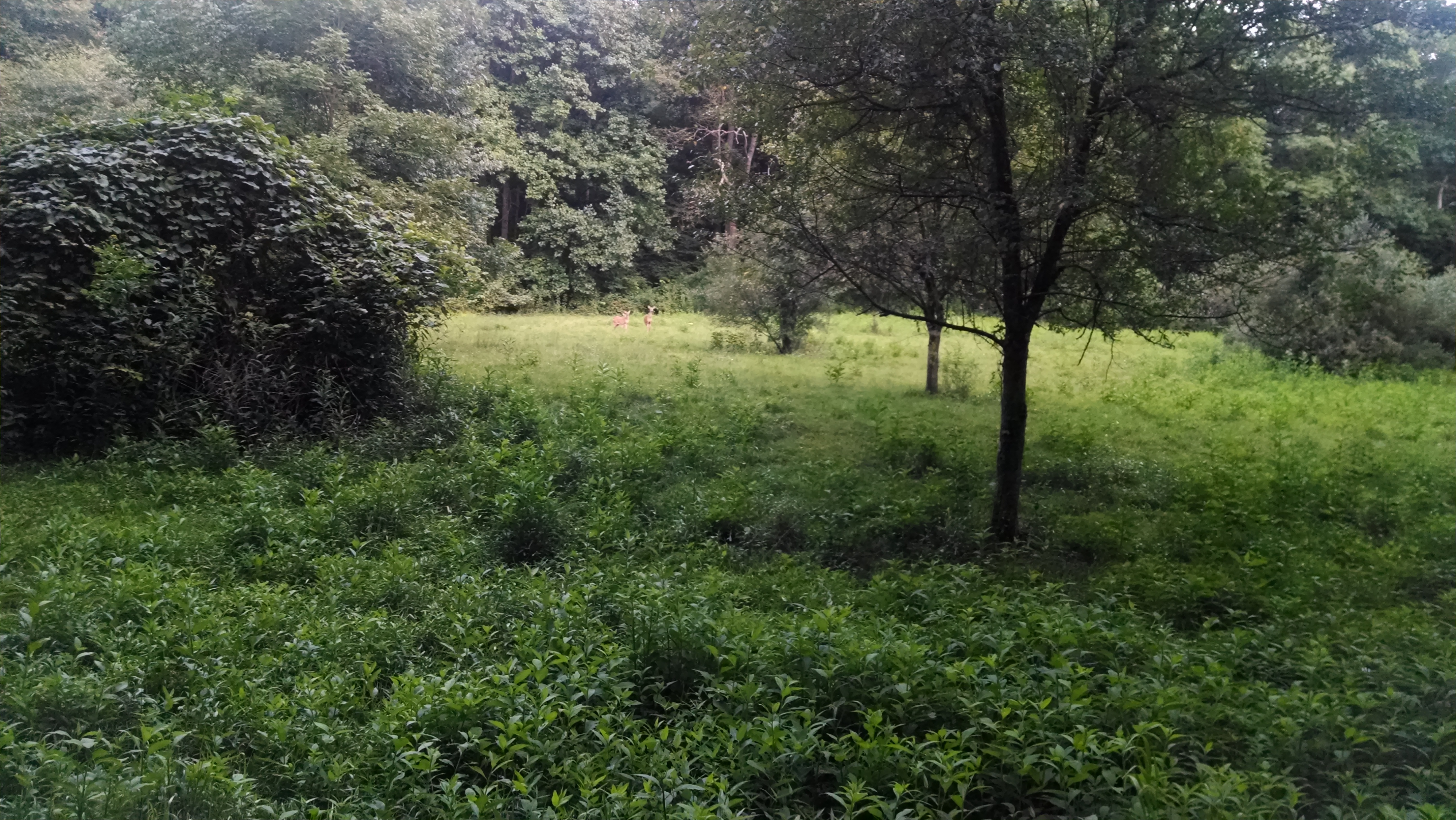 Deer guarding the first candidate spot.