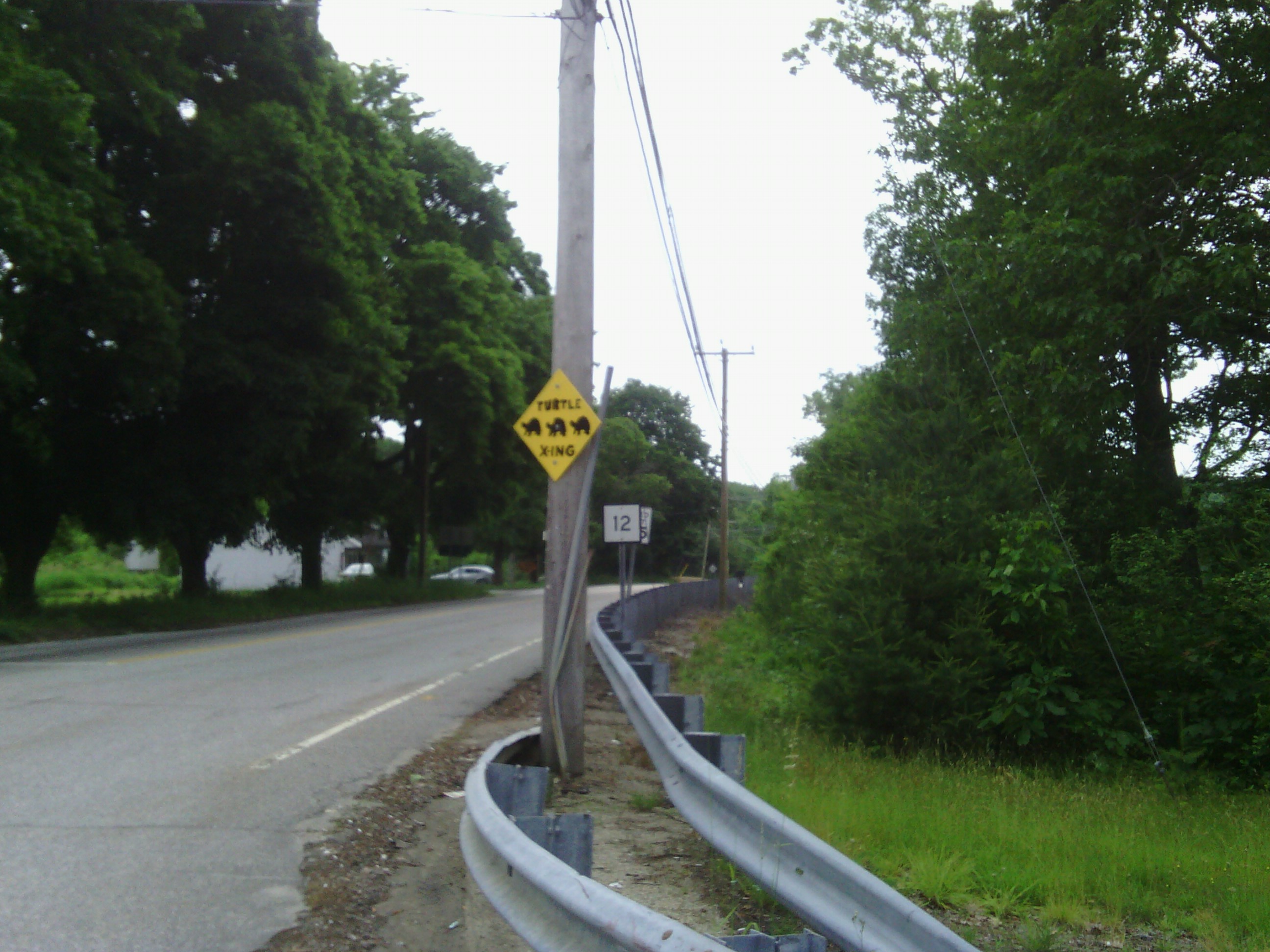 Maybe these signs really help because I haven&rsquo;t seen any roadkilled turtles in a while.