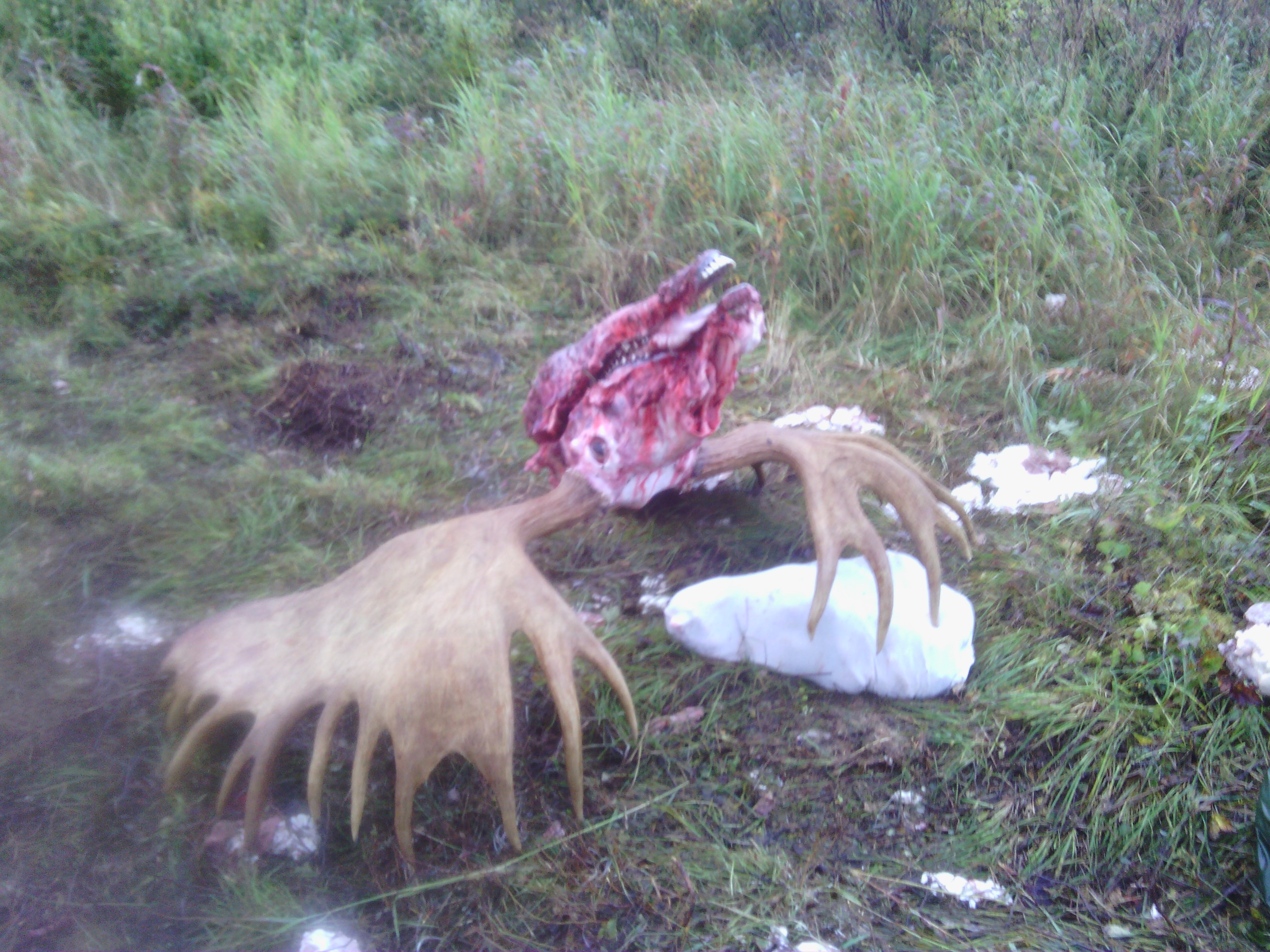 Close up of the head