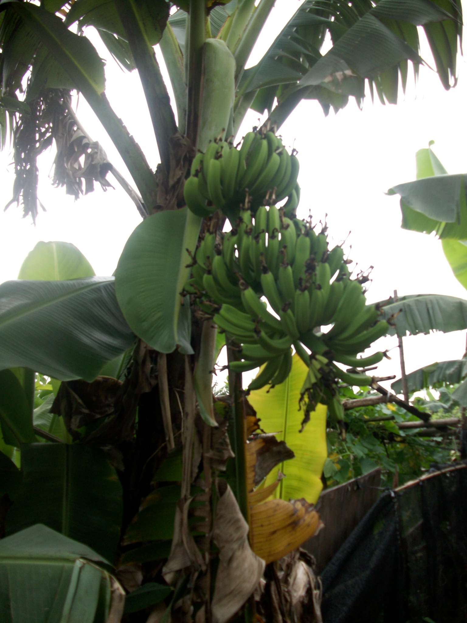 These bananas will probably be for sale by a street vendor downtown in a few weeks.