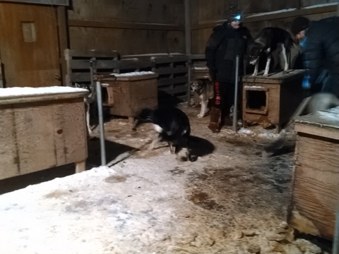Nate and Rachel&rsquo;s sled dog yard attached to the house.