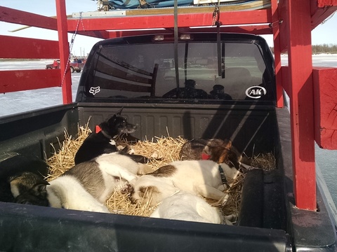 The sled dogs are sooo sleepy after a race.