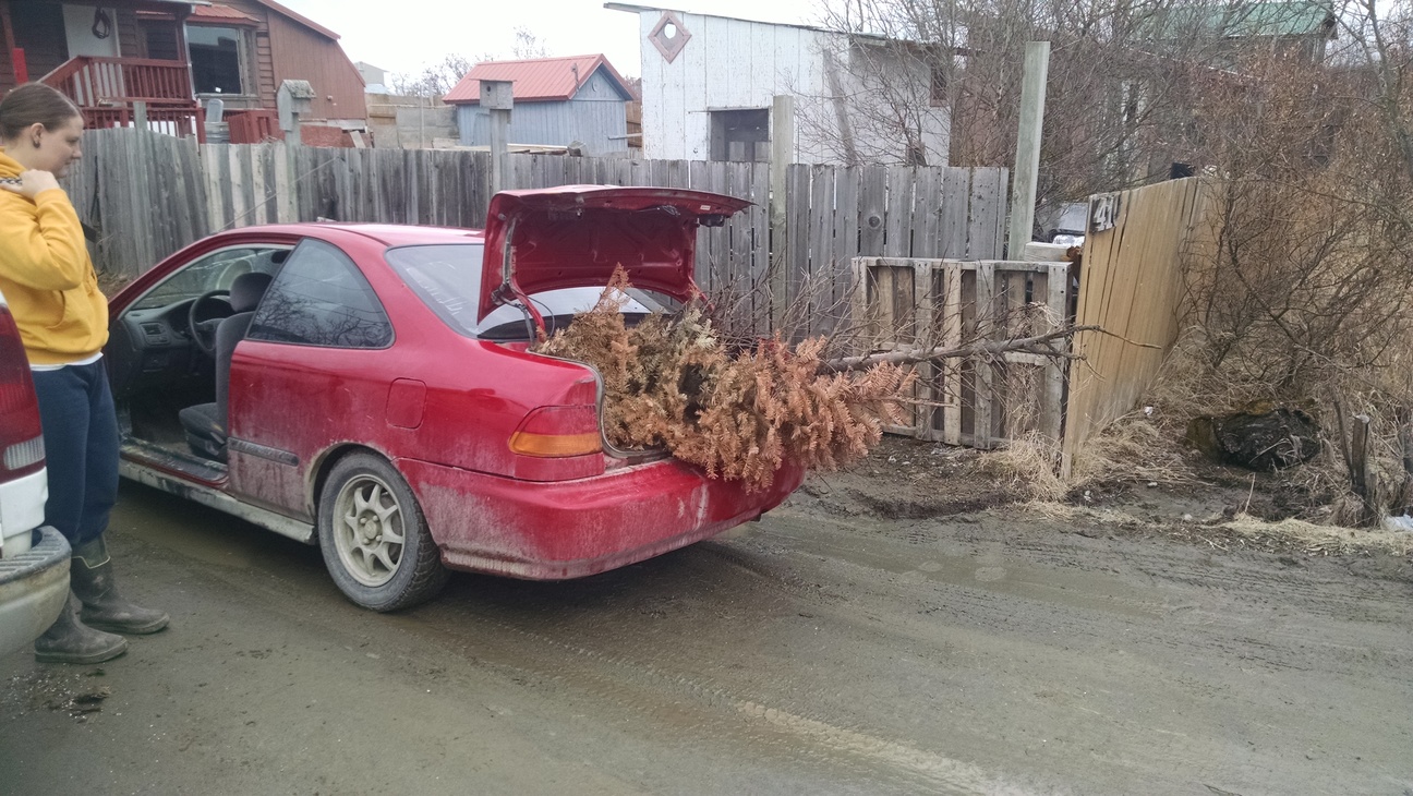 They found this tree in a dumpster and figured the hobo pit would be a better resting place for it.