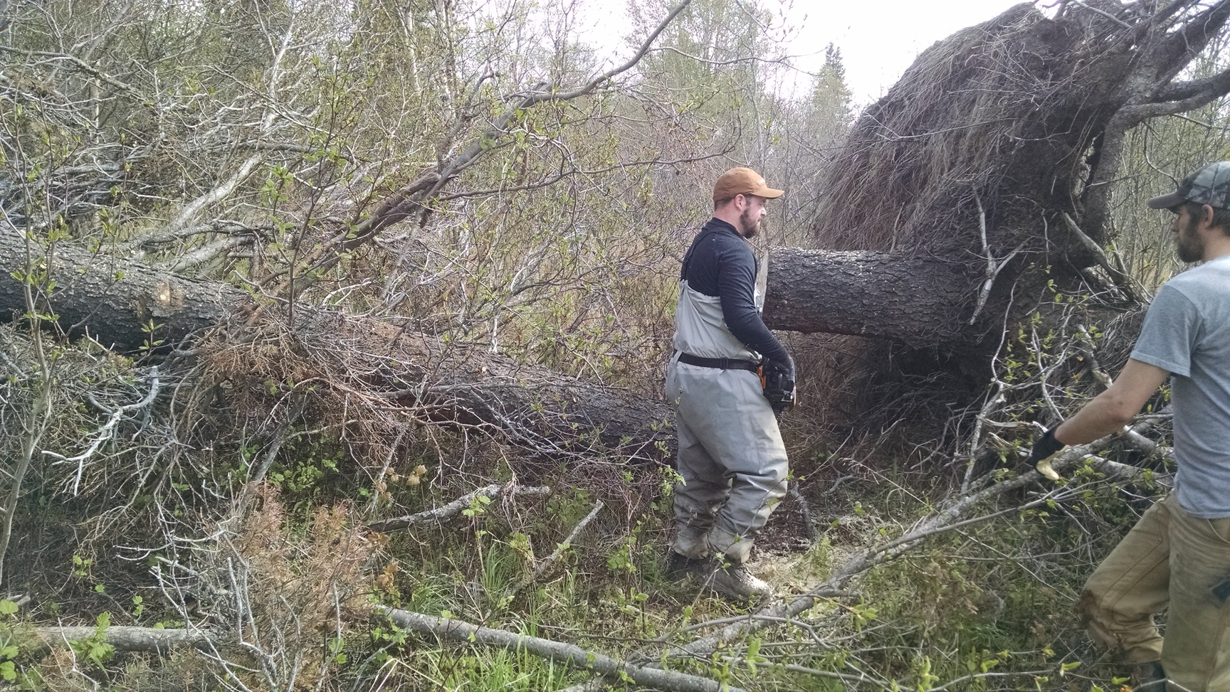Cutting through one high on the bank.