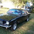 Mustang For Sale