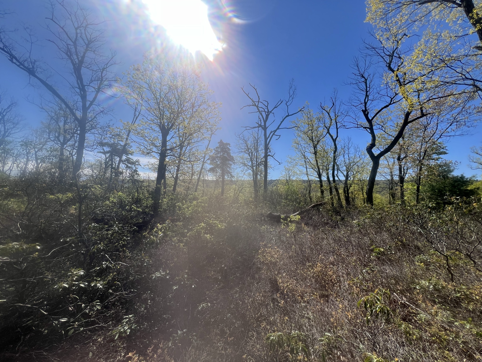 Scenery on the trail