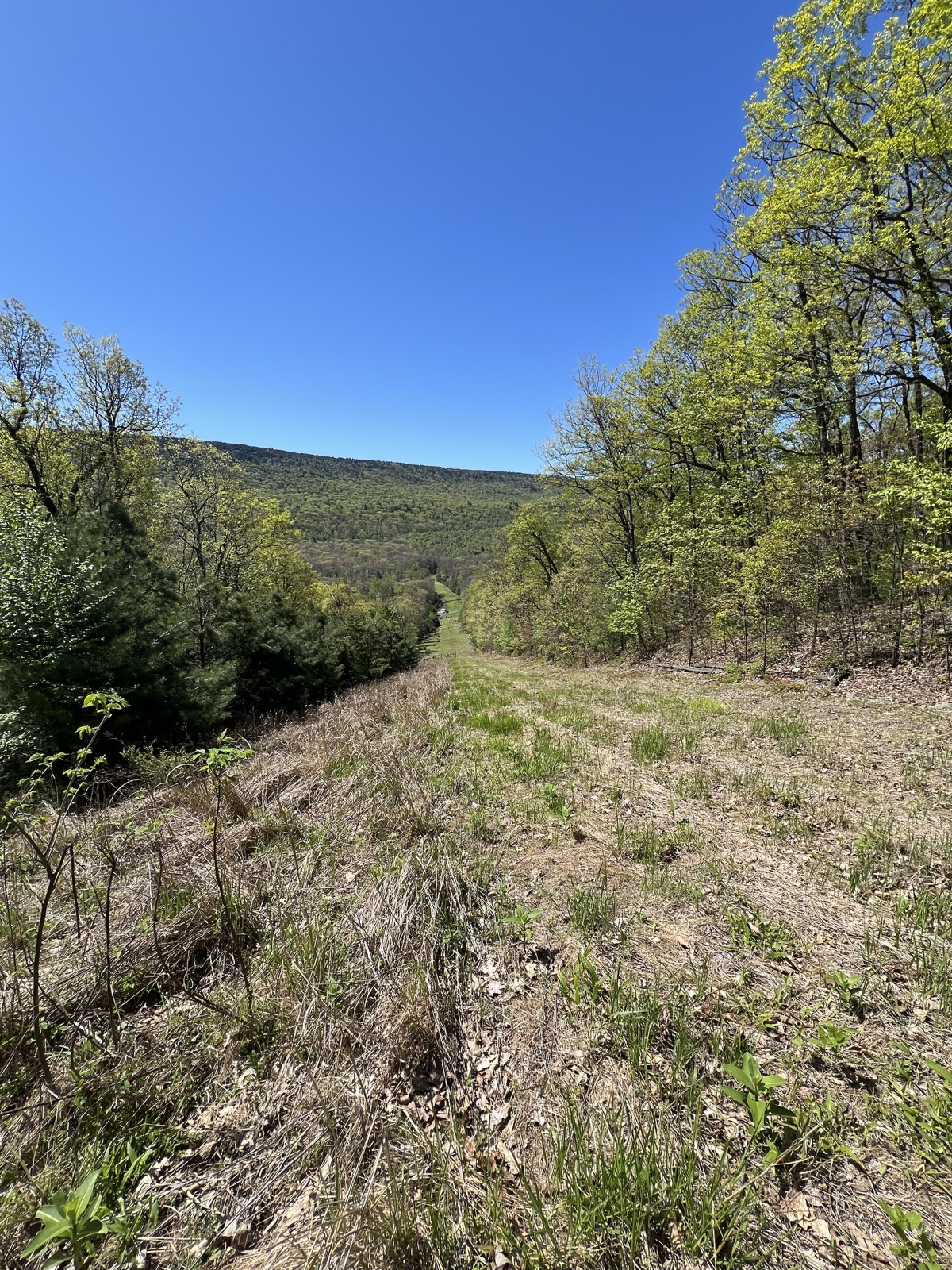 The best views were where the utility companies clear cut the trees for their cursed cables